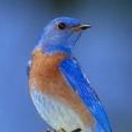 Blue__Bird