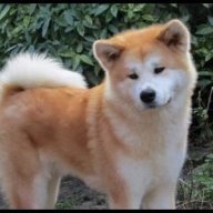 Akita Inu