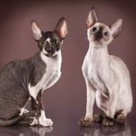 Cornish rex