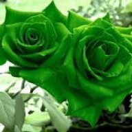 Greenrose