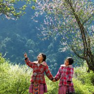 Cao Dây Gắm An Gout