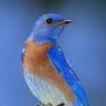 Blue__Bird