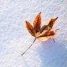 A Winter Leaf