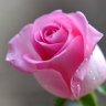 Roses pink