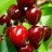 Cherry_Cherry